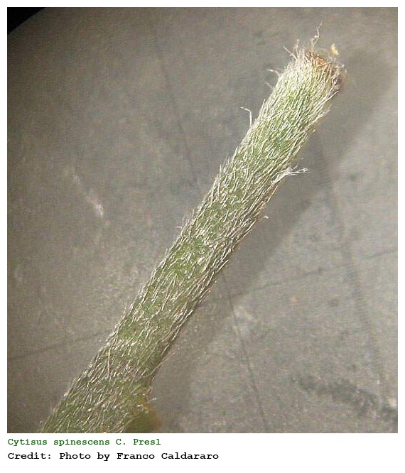 Cytisus spinescens C. Presl